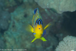 BD-121128-Aqaba-7565-Pygoplites-diacanthus-(Boddaert.-1772)-[Regal-angelfish.-Påfågelkejsarfisk].jpg